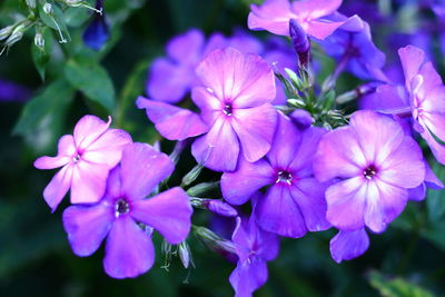 Close-up of purple flowering plants in park