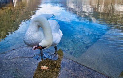 High angle view of swan in lake