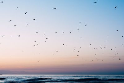 Flock of birds flying over sea