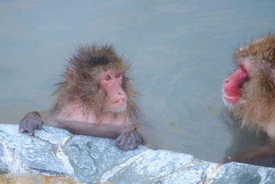 Close-up of monkey on rock in water