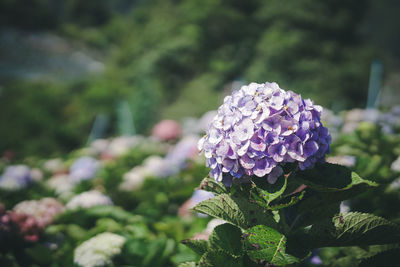 Close-up of purple flowering plant