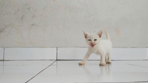 Portrait of white cat on tiled floor