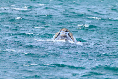 View of crab swimming in sea