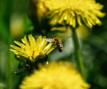 Close-up of bee pollinating on flower