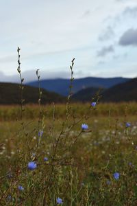 Close-up of purple flowering plants on field against sky