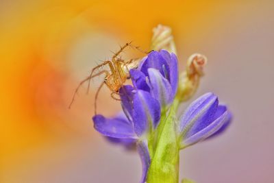 Close-up of insect on purple flower