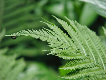 Close-up of fern leaves