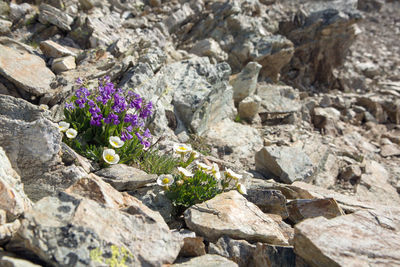 Close-up of flowers growing on rock