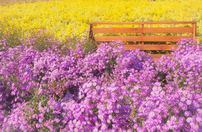 Pink flowering plants in park