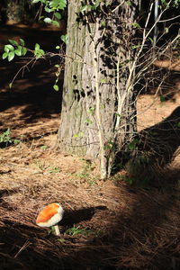 View of birds on land in forest