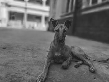 Portrait of dog sitting outdoors