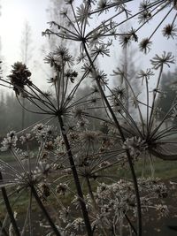 Close-up of flower tree against sky