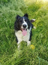 Portrait of dog on field