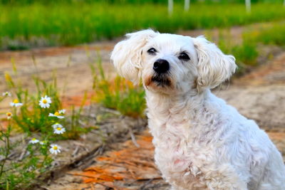 Portrait of white dog on field