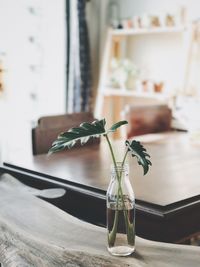 Plant in glass vase on wooden table at home