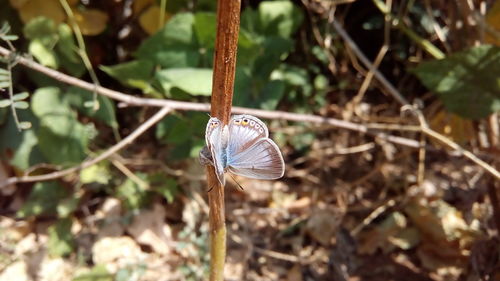 Close-up of butterfly on plant