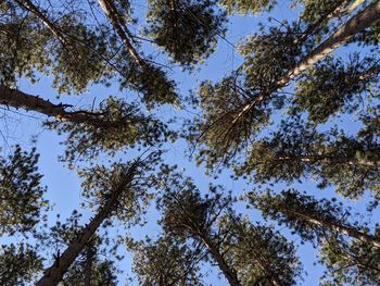 Low angle view of trees against sky