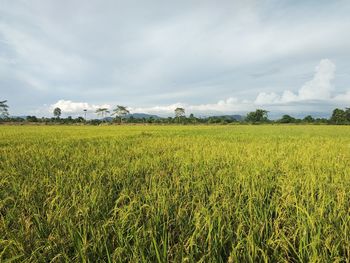 Scenic view of agricultural field against sky