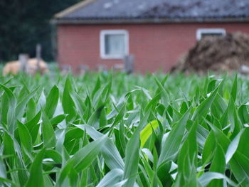 Close-up of plants growing against house