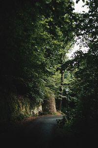Trees in forest