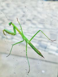 Close-up of insect on leaf