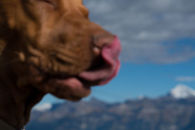 Close-up of dog against sky