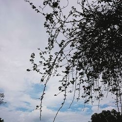 Low angle view of trees against sky