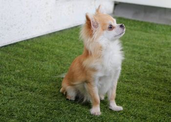 Dog looking away on field