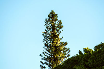 Low angle view of tree against clear blue sky