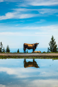 Side view of horse on lake against sky