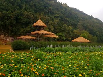 Scenic view of flowering plants by trees