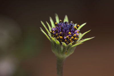 Close-up of purple flowering plant