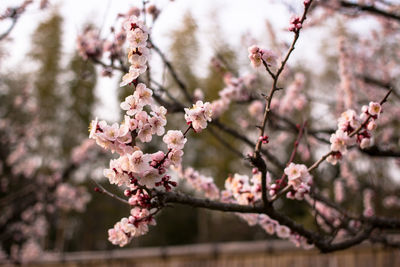 Close-up of pink cherry blossoms