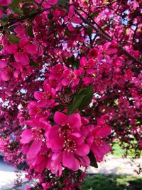 Close-up of pink cherry blossoms in spring