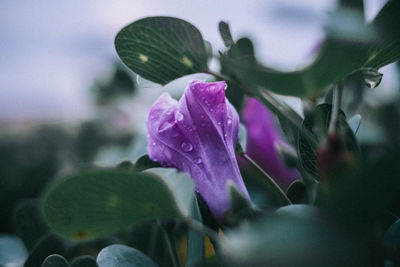 Close-up of pink flowering plant