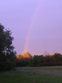 Rainbow over trees against sky