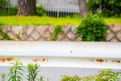 View of a bird against blurred background