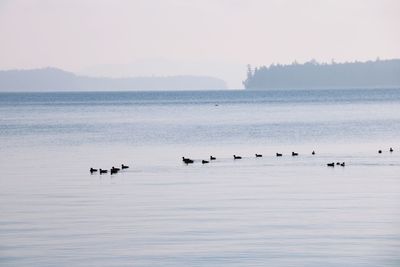 Birds swimming in lake against clear sky