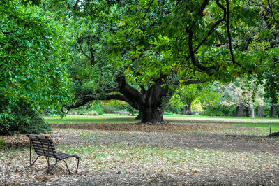 Empty bench in park