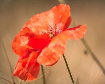 Close-up of red poppy flower