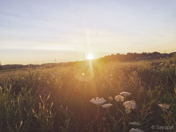 Scenic view of grassy field against sky at sunset