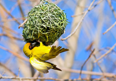 Close-up of bird against blurred branches