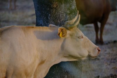 Cow in a field