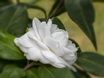 Close-up of white flower