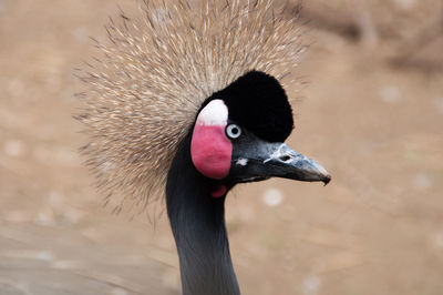 Close-up of grey crowned crane