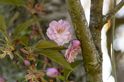 Close-up of pink flowering plant