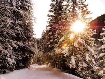 Road amidst trees against sky during winter