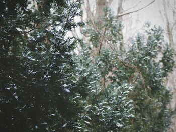 Low angle view of pine tree in forest