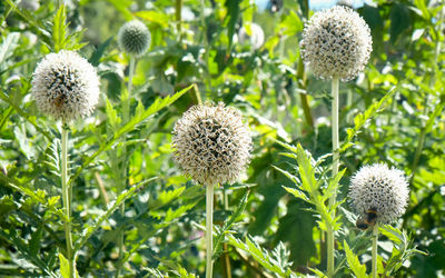 Close-up of white flowering plants on field