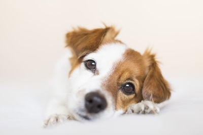 Close-up portrait of a dog over white background